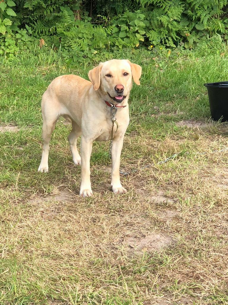 Labrador girl in Wimborne Dorset Gumtree