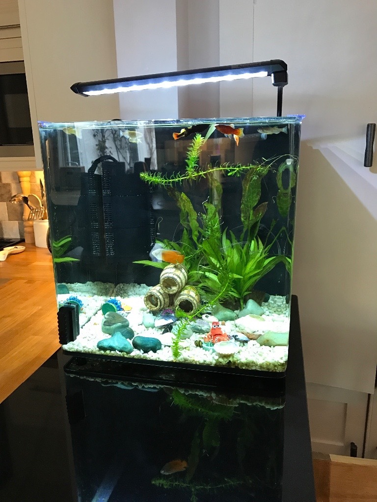 For Sale Complete Aquarium Set Up. Aqua One 55 glass aquarium. in