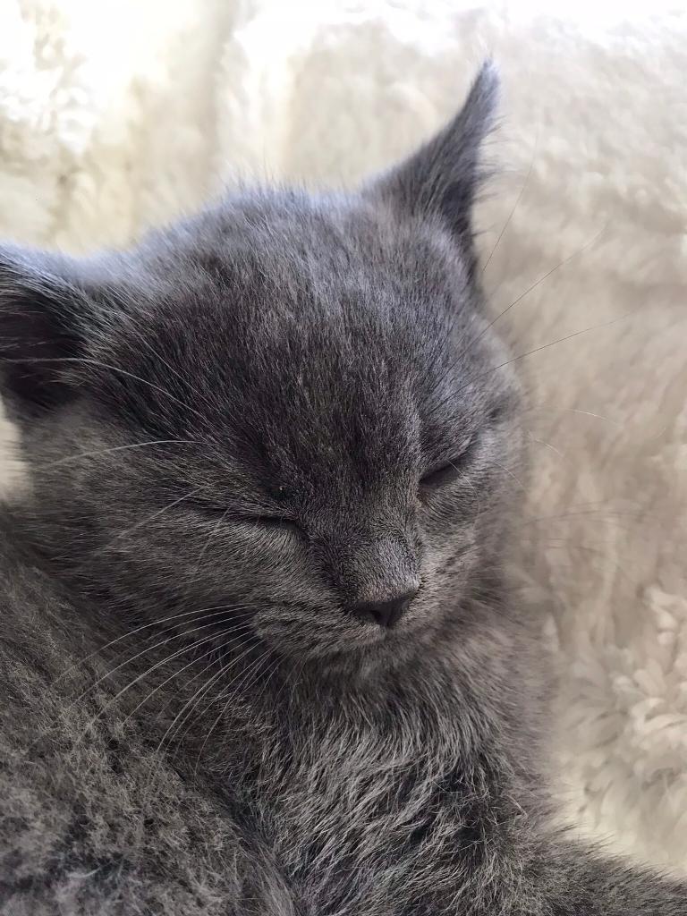 Beautiful Female British Shorthair Blue Kitten 8 Weeks Old In