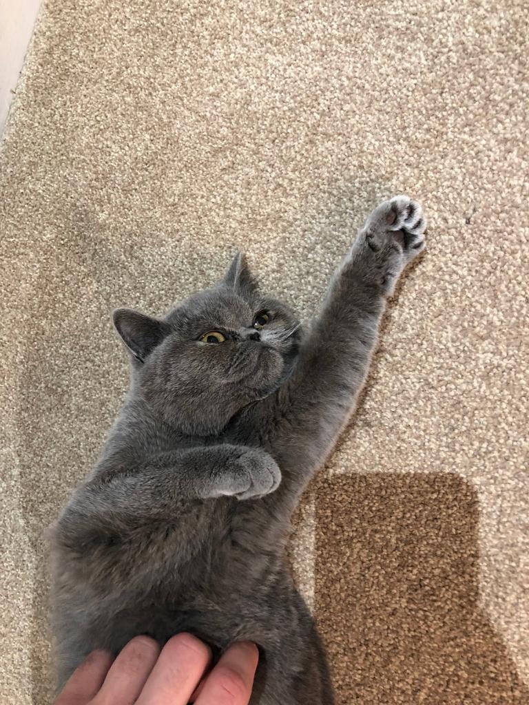 Persian X British Short Hair And Her Sister In Narborough