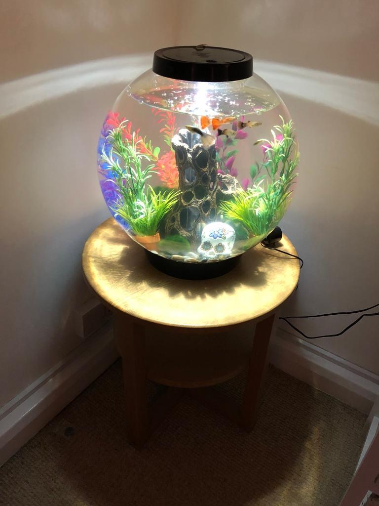 BiOrb classic 30 litre fish tank in Plymouth, Devon Gumtree