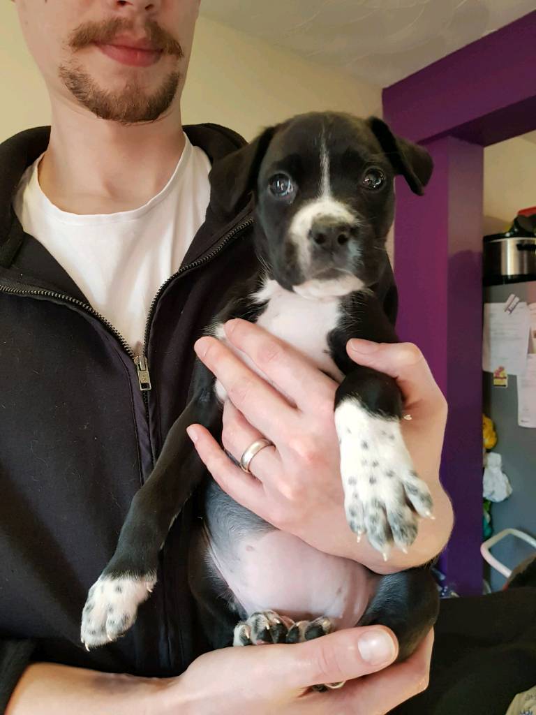 Boxer lab mix in North Shields, Tyne and Wear Gumtree
