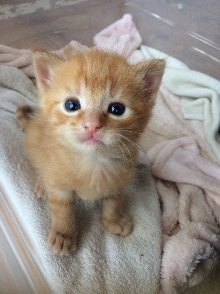 Beautiful Kittens For Sale in Scarborough, North