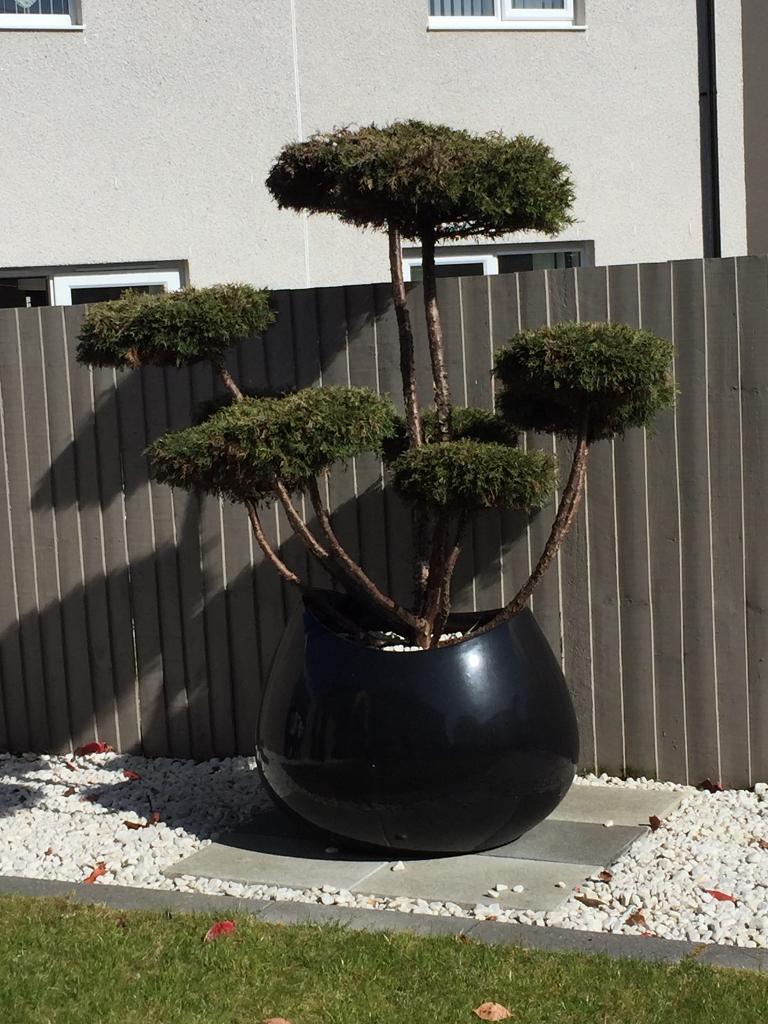 Beautiful large flower pot with tree in Bathgate, West Lothian Gumtree