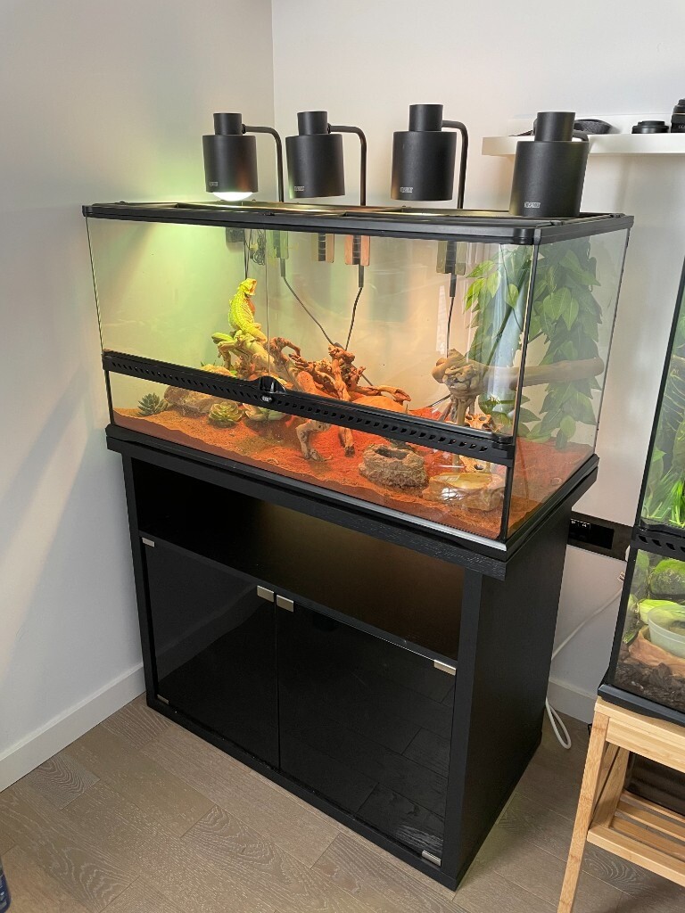 Red Bearded Dragon + Exo Terra Tank, decorations, lights & stand in