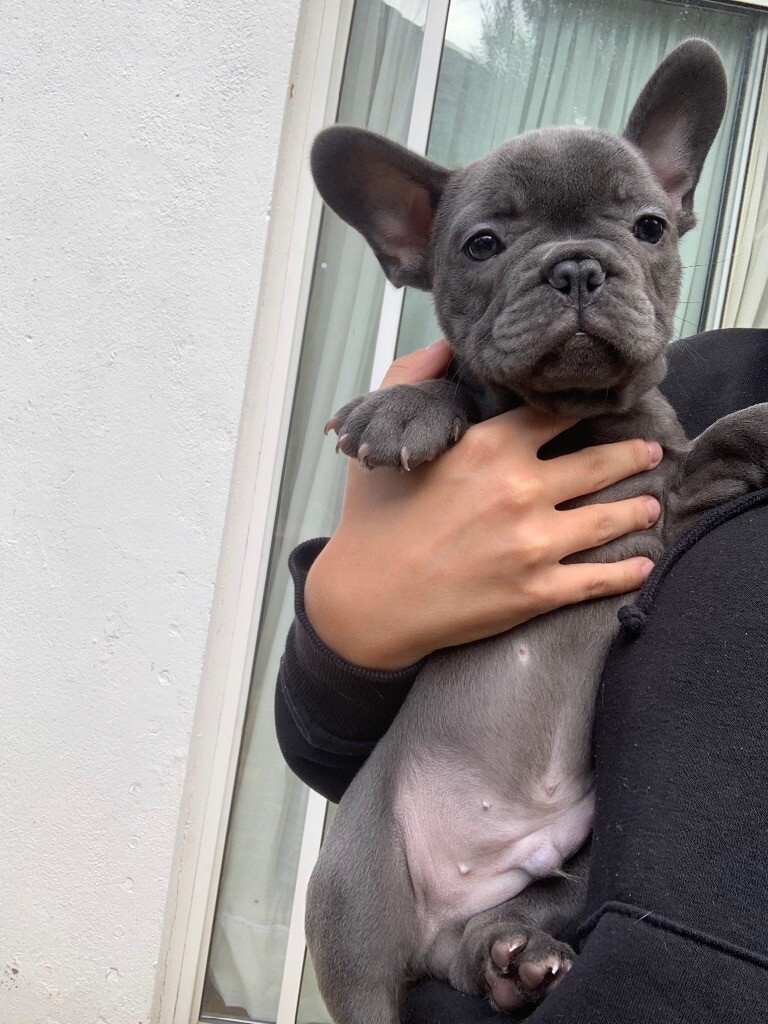 2 Blue Male French Bulldog Puppies in Fulham, London Gumtree