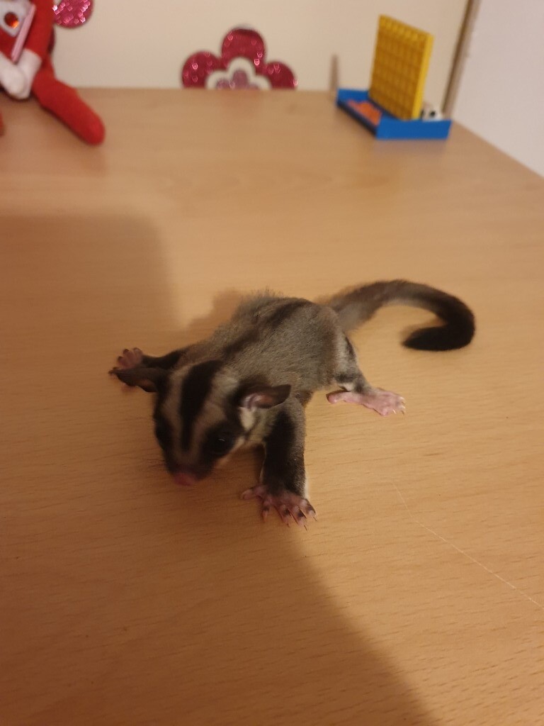 Sugar glider | in Milford Haven, Pembrokeshire | Gumtree