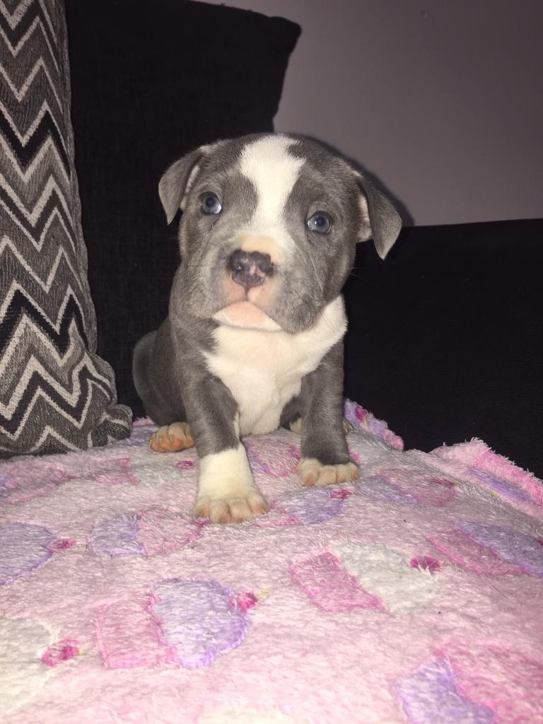 Male KC registered blue staffy pups in Finaghy, Belfast Gumtree