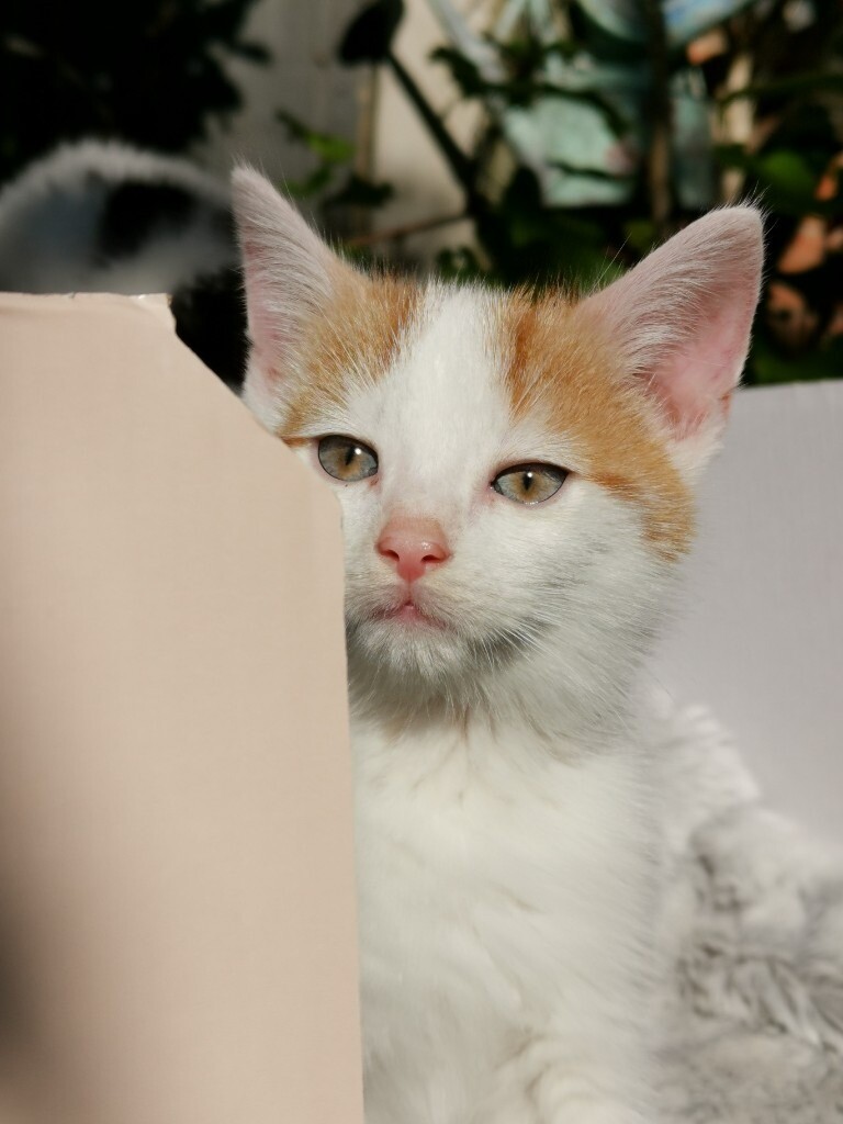 READY NOW Handsome White ginger spot male kitten in Manchester City