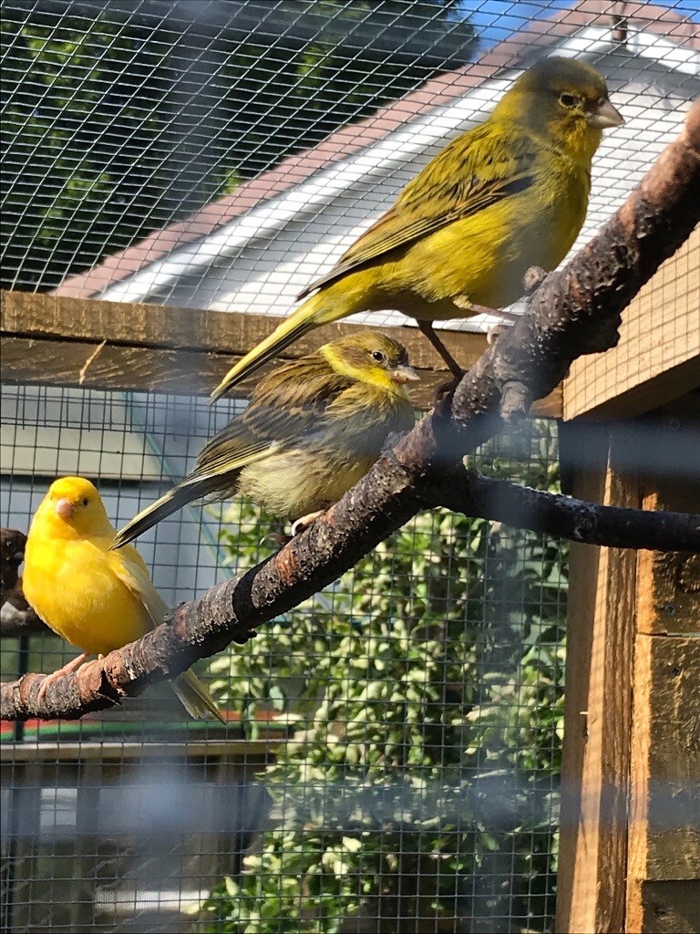 Bengalese finches and Canaries in Comrie, Perth and Kinross Gumtree