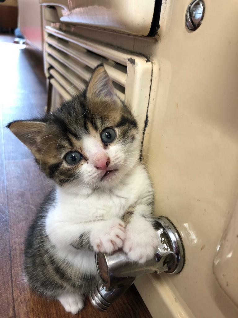 *kitten is sold* Farm kitten for sale in Mauchline, East Ayrshire