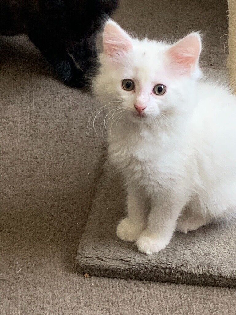 Last Fluffy white Maine Coon x Kitten for sale ready to go in Sileby