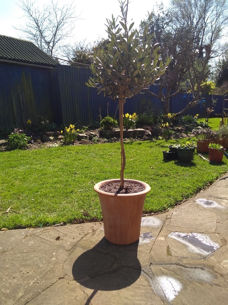 Olive tree in a terracotta plant pot ,planter ,garden pot. in