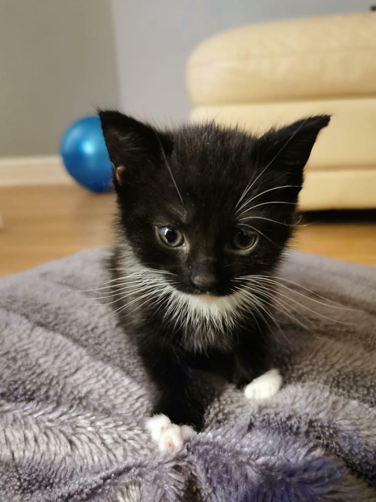 Still available kittens!!! in StokeonTrent, Staffordshire Gumtree