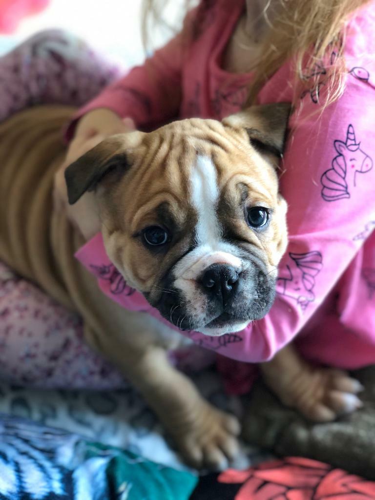 Olde English Bulldog pup (NORTHERN IRELAND) in Newcastle, County Down
