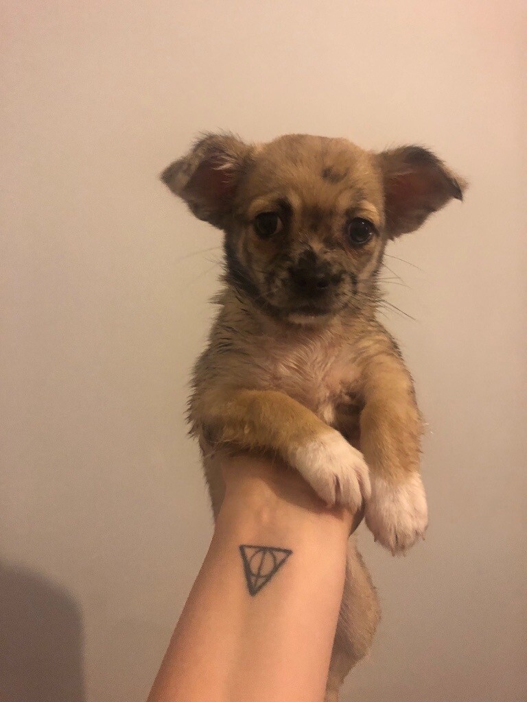 Beautiful Merle Chihuahua Puppy In Norwich Norfolk Gumtree