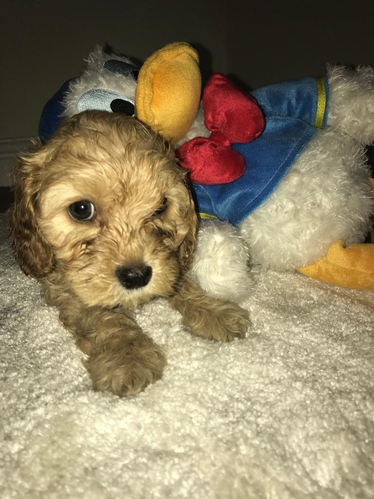 Adorable F2 Toy Cockapoo Puppies | in Bentley, South Yorkshire | Gumtree