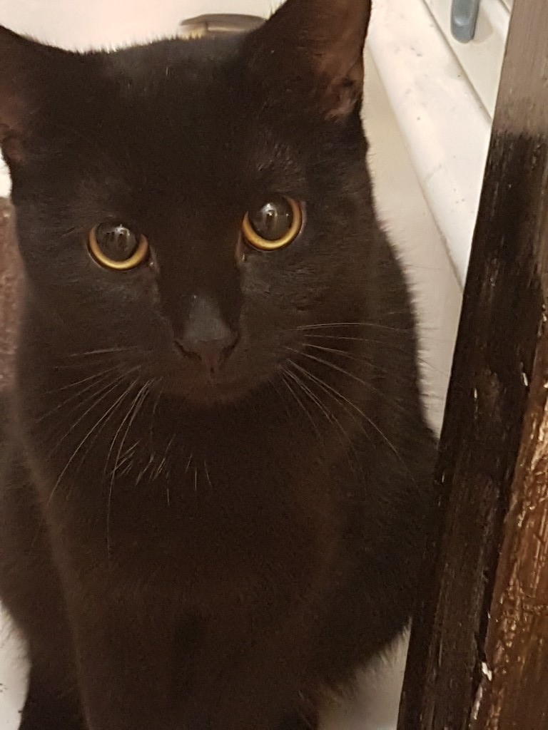 7 month old kitten. in Lowestoft, Suffolk Gumtree