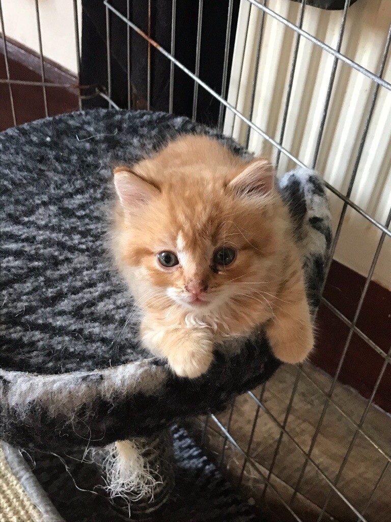 Pretty ginger kittens in Sturminster Newton, Dorset Gumtree