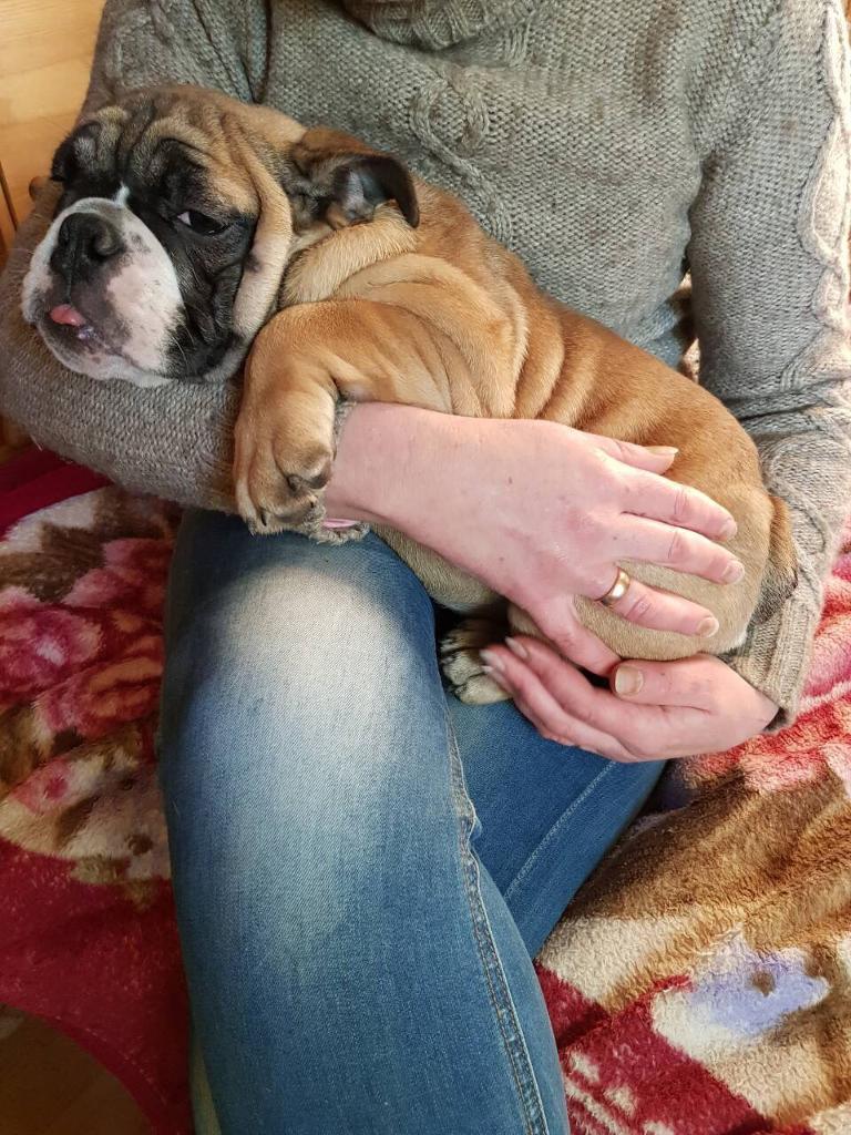 Awesome English bulldog girl KC registered in Eyemouth, Scottish