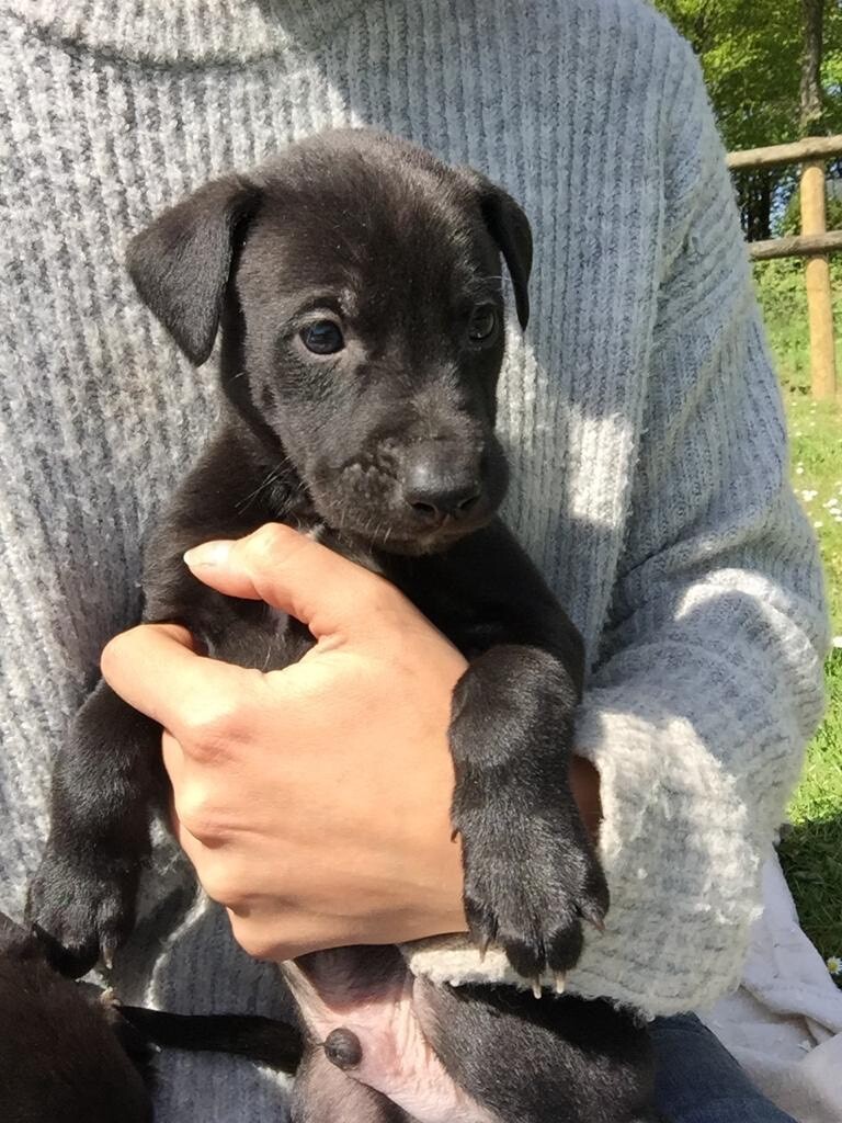 Lurcher Puppies In Taunton Somerset Gumtree