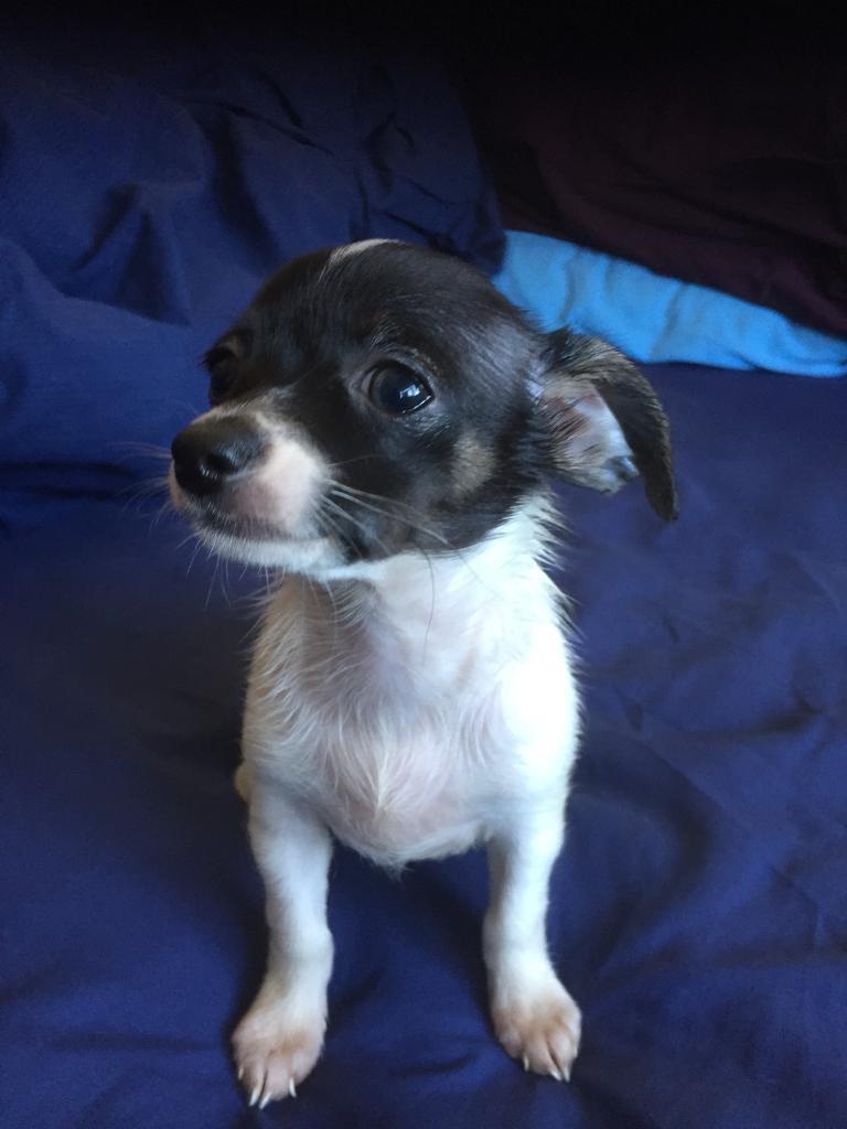 Chihuahua X jack Russel ( jack chi ) puppy in Gosport, Hampshire