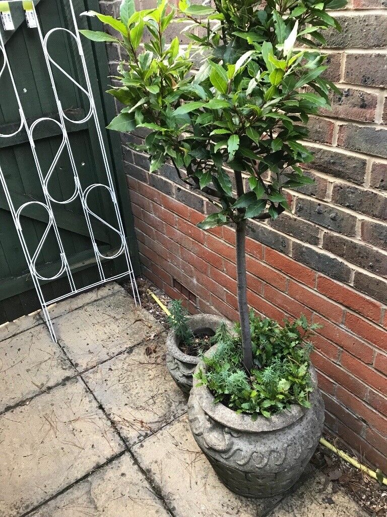 Stone garden plant  pots  and bay  tree in Eastleigh 