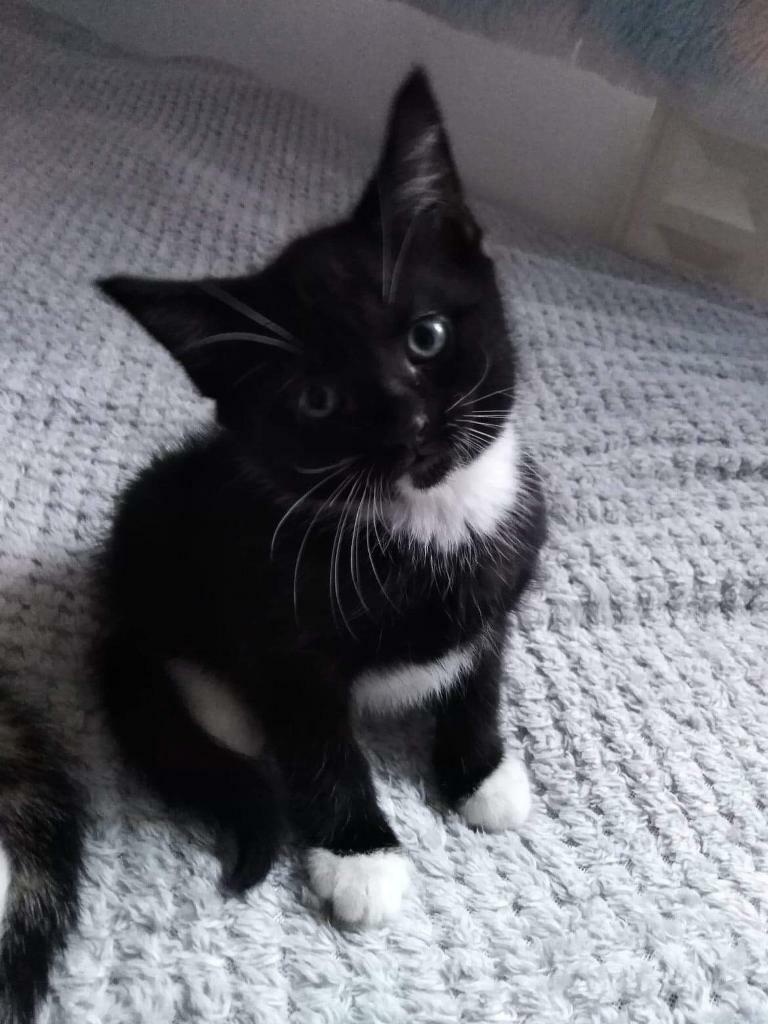 Kittens for sale in Southampton, Hampshire Gumtree
