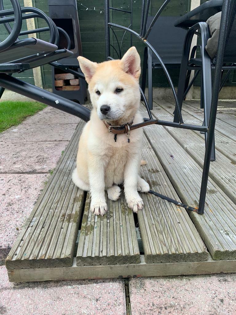 Beautiful Chowski Pups in Melton Mowbray, Leicestershire Gumtree