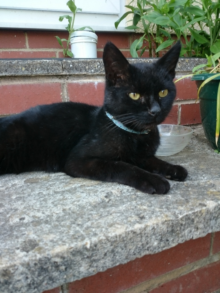 Found Small, black cat wearing a blue collar. in Stroud, Gloucestershire Gumtree