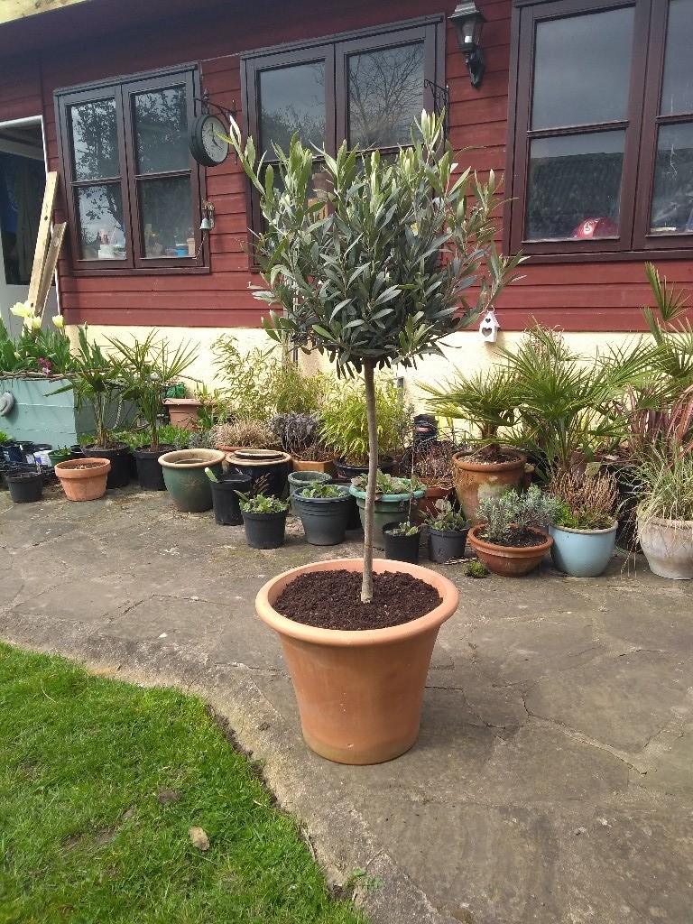Olive tree in a terracotta plant pot. in Birstall, Leicestershire