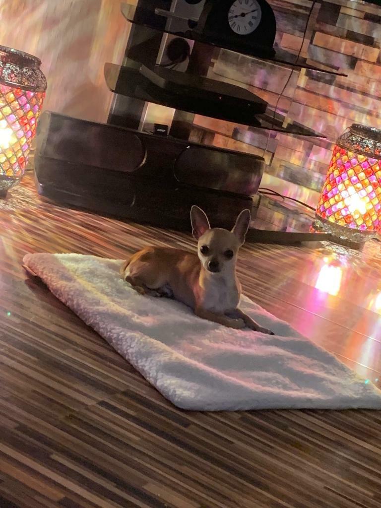 Pedigree Miniature Chihuahua In Aberdeen Gumtree