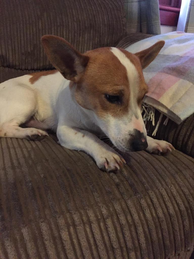 1 year old jack Russel terrier in Munlochy, Highland Gumtree