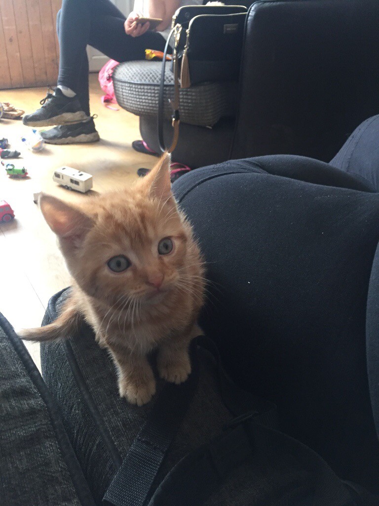 3 ginger kittens in Radcliffe, Manchester Gumtree