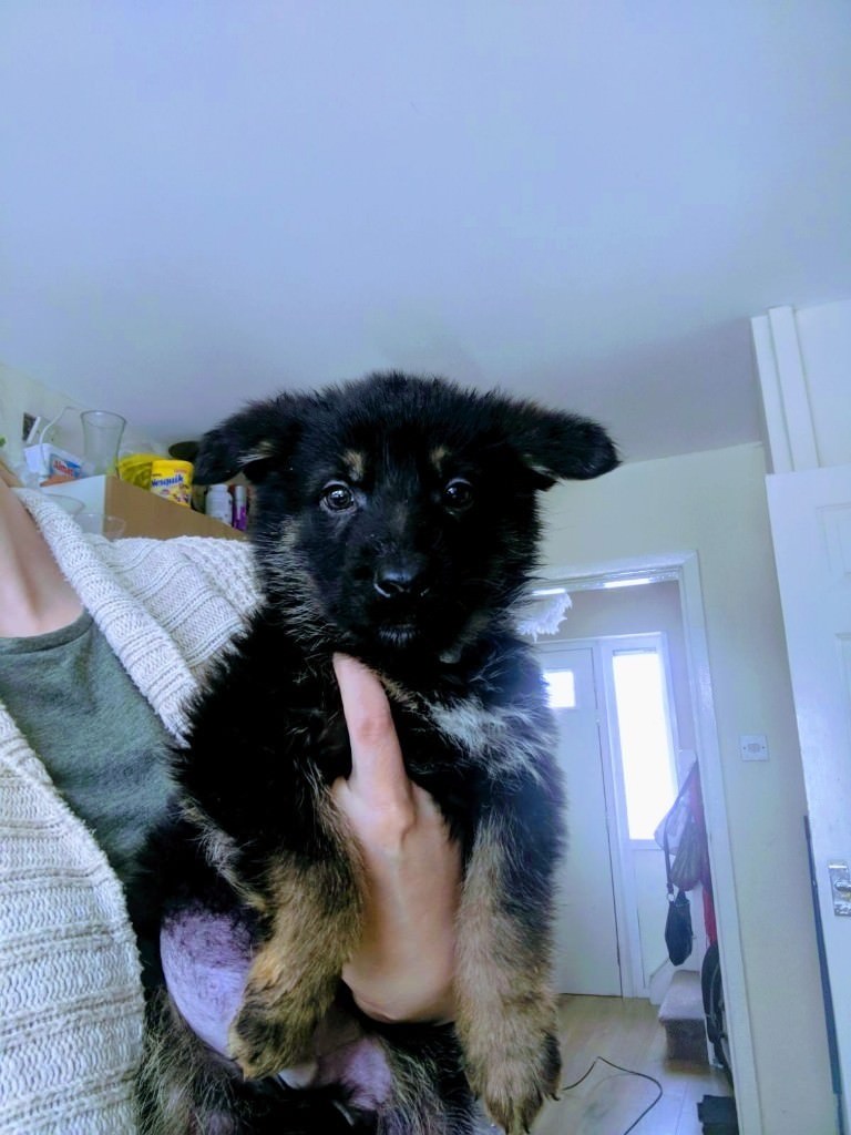 Beautiful German Shepherd girls available! | in Birstall, West