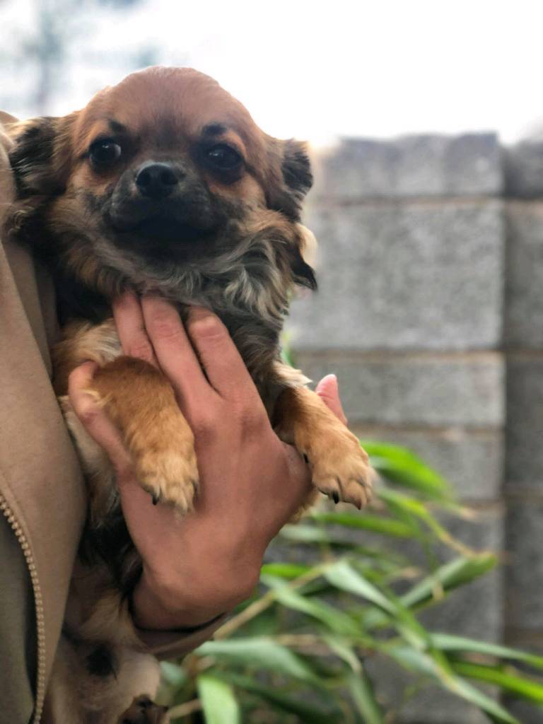 Kc reg wolf sable Chihuahua in Dundee Gumtree