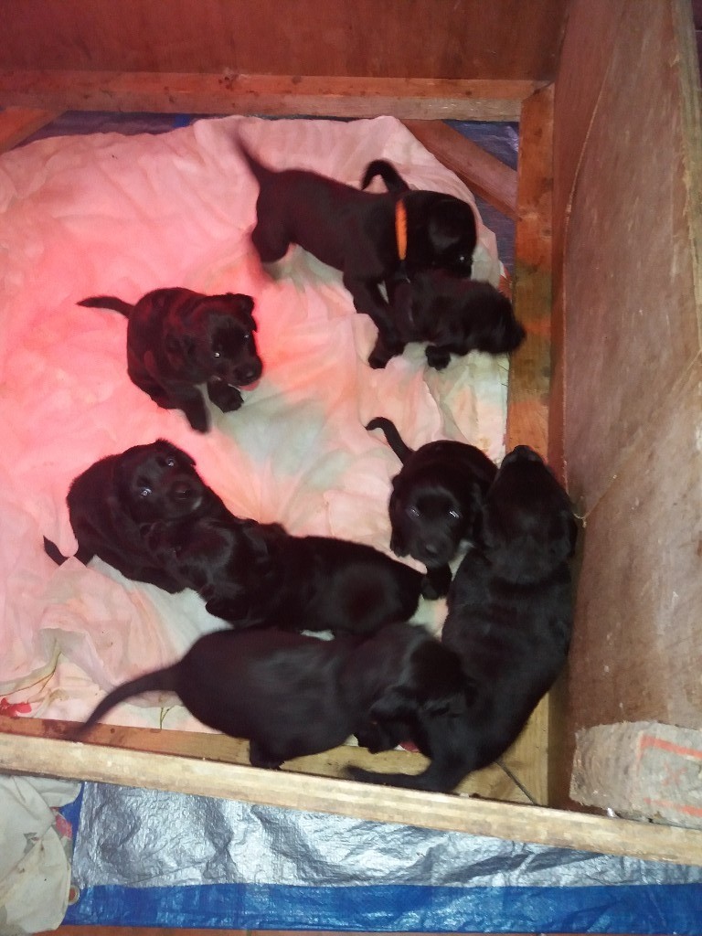 Rottweiler cross Springer spaniel puppies for sale in Exeter, Devon Gumtree
