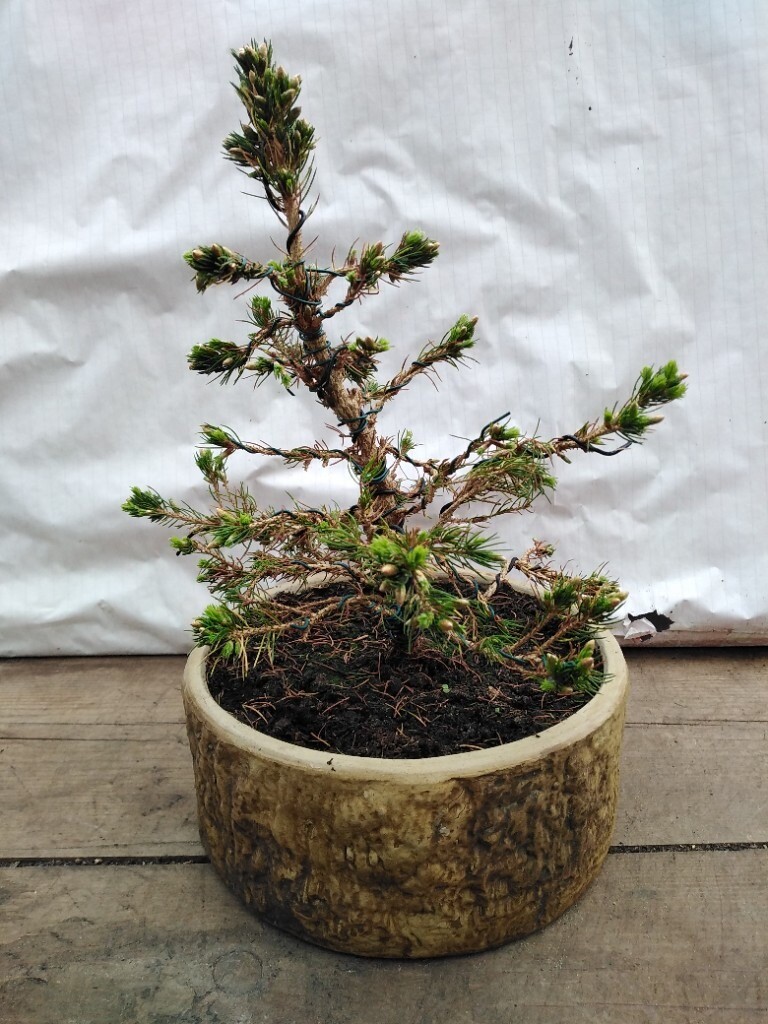 Picea Bonsai Tree In Glenrothes Fife Gumtree
