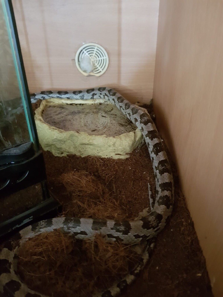 Corn snake and large wooden vivarium in Middlesbrough, North