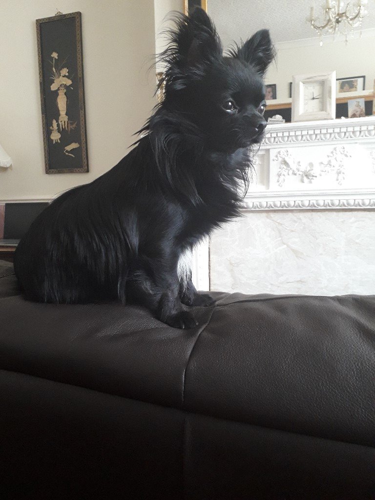 Long Coat Black Male Chihuahua For Sale In South East London