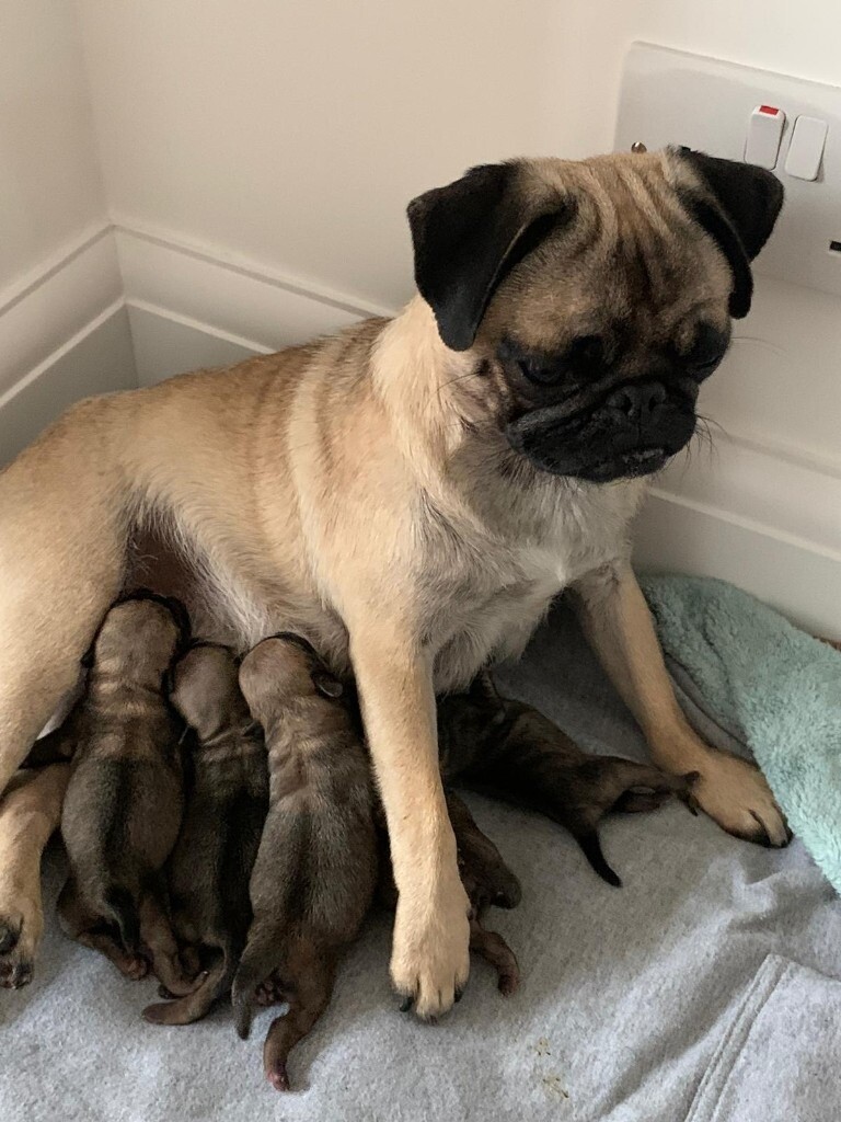Pedigree pug puppies for sale in Wembley, London Gumtree