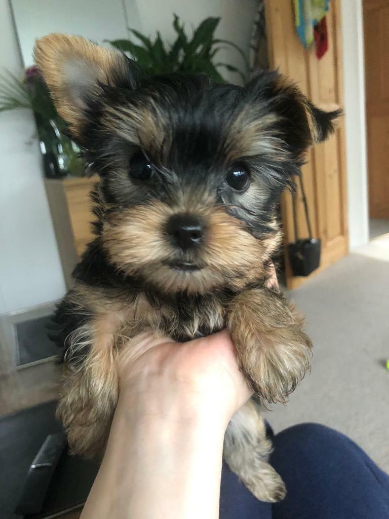Mini Yorkshire Terrier Puppies For Sale in Abbots Langley