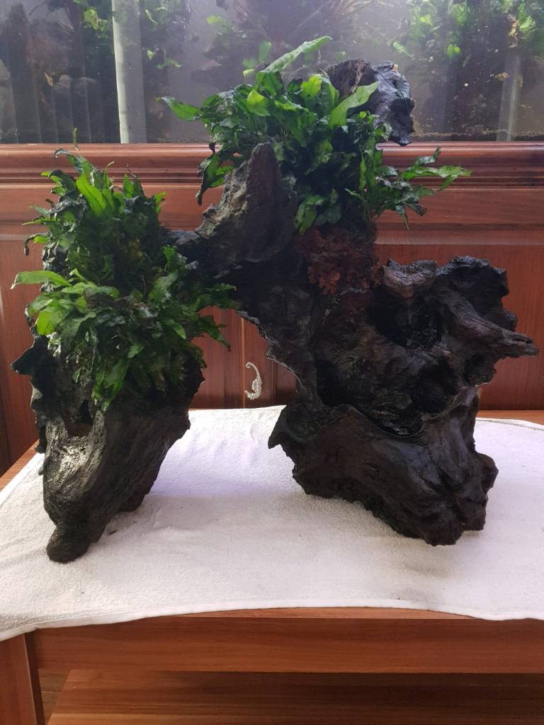 Aquarium Bogwood ( large) in Tyseley, West Midlands Gumtree