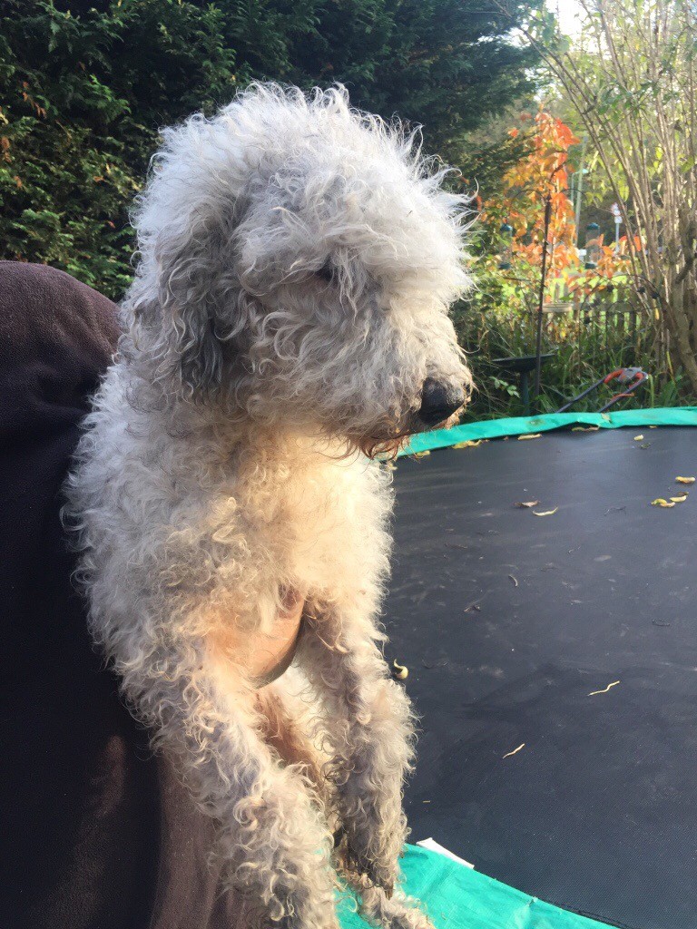 Bedlington X Whippet Pups In Bungay Norfolk Gumtree