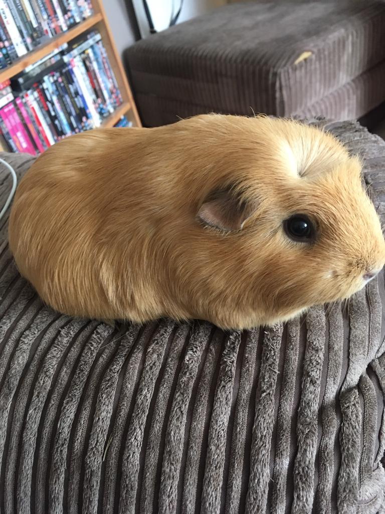 2 young female guinea pigs in Plymouth, Devon Gumtree