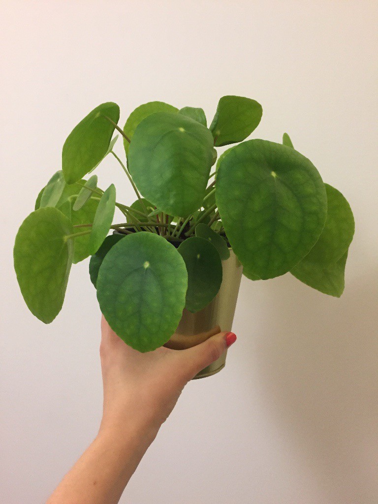 Beautiful Chinese money plant in gold pot for sale in