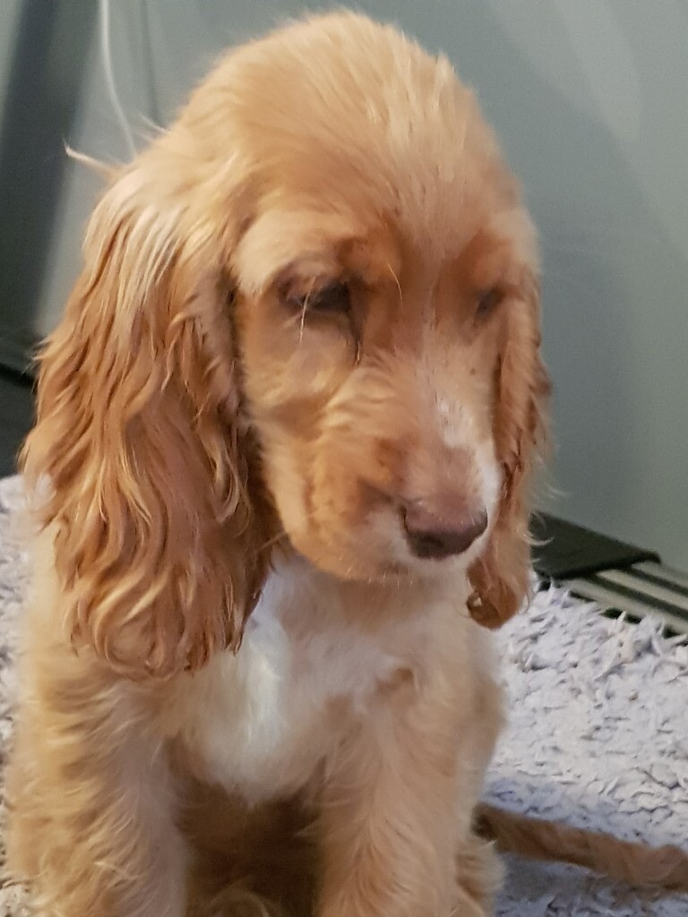 Cute spaniels for sale in Wincanton, Somerset Gumtree