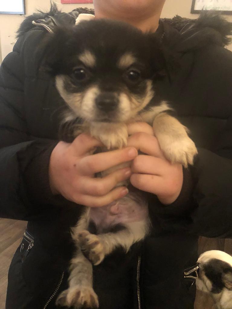 One Long Haired Chihuahua Pup For Sale Boy In Wisbech