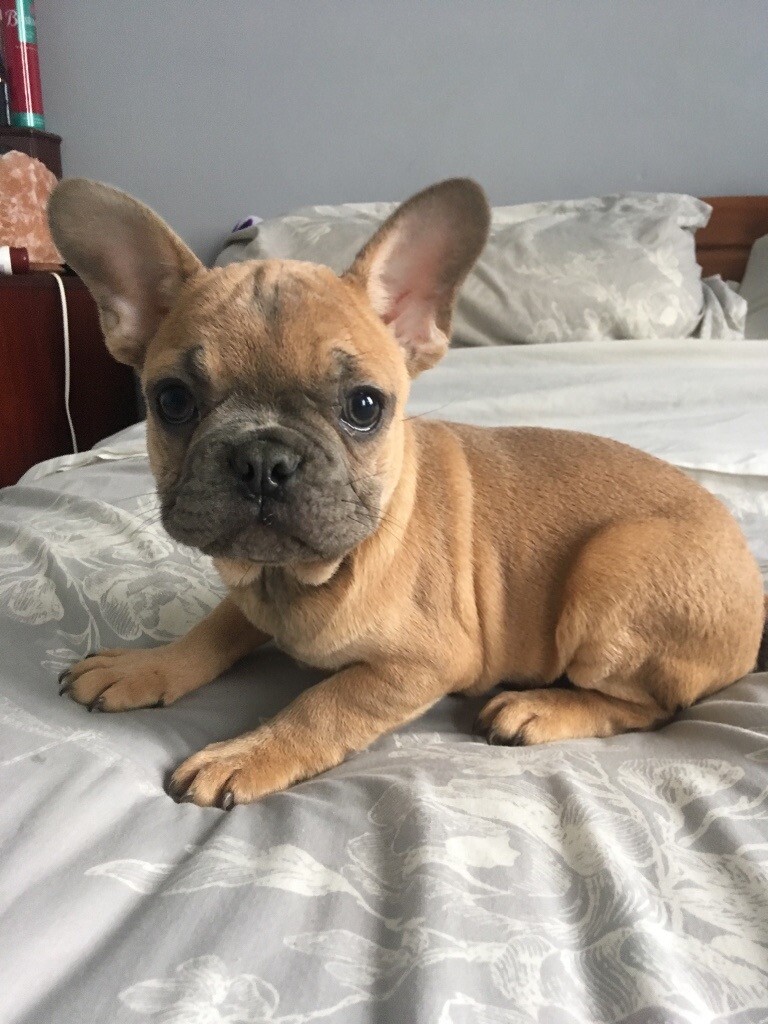 Franch bulldog Chocolate fawn | in Lurgan, County Armagh | Gumtree