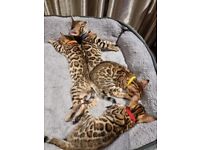 Stunning Tica registered full Pedigree Bengal kittens 